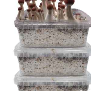 Three Magic Mushroom Grow kits Special Offer (Mondo + FreshMushroom + GetMagic)