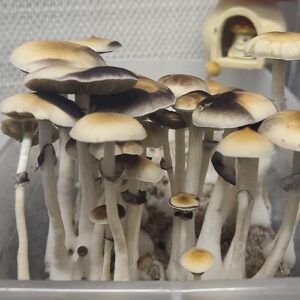 Buy Tasmanian Spore Syringe (P. Cubensis)