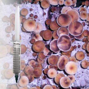 Buy Z-Strain Spore Syringe (P. Cubensis)