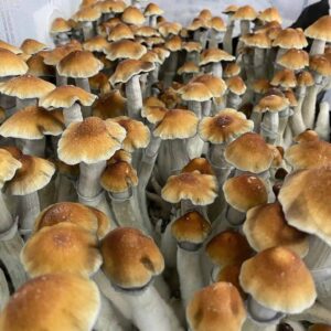 buy Tidal Wave Spore Syringe (P. Cubensis)